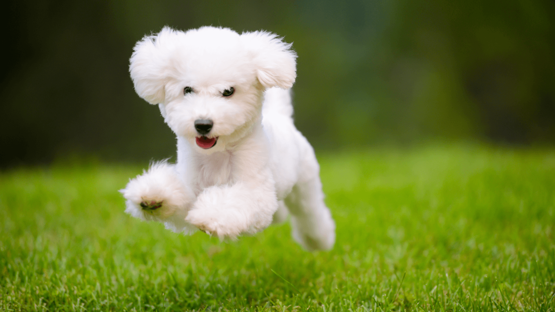 Pet Turf