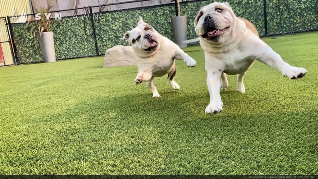 SYNLawn Bay Area San Francisco artificial grass for Pet Camp Day Care Facility