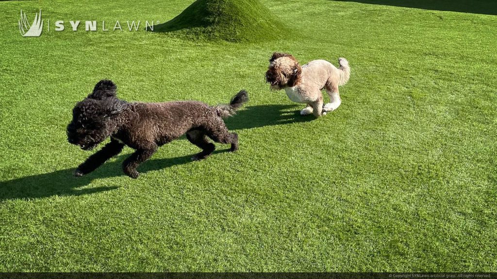 image of SYNLawn artificial grass at Domatico Dog Park Hotel and Daycare in Costa Rica