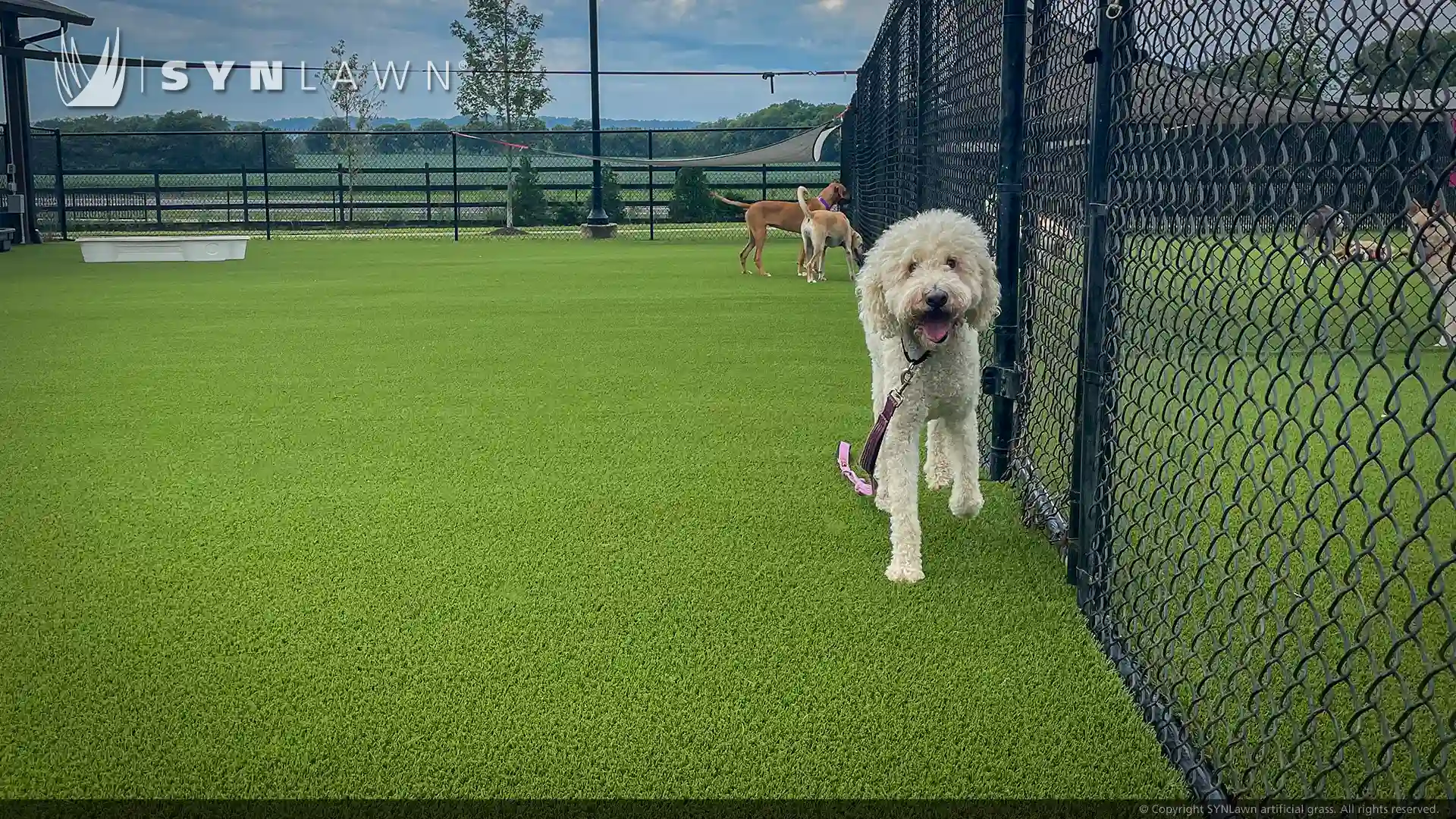 image of SYNLawn artificial grass for pets at Williamson County animal center in Franklin Tennessee