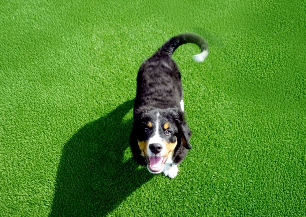 Dog on SYNLawn turf