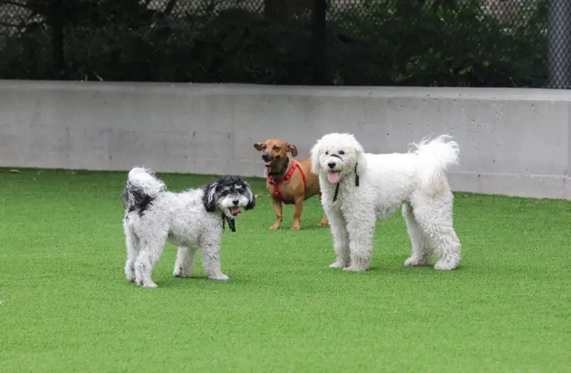 Synthetic grass London UK