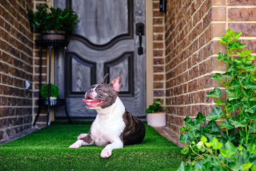{X} Dog-Friendly Backyard Ideas